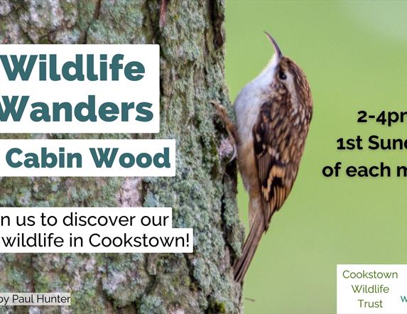 Wildlife Wanders in Cabin Wood. Join us to discover our local wildlife in Cookstown! 2-4pm on the first Sunday of each month.