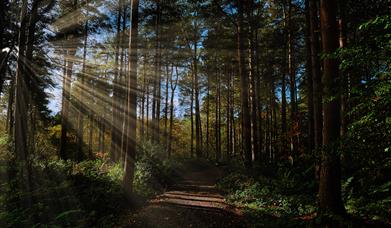 image of the sun coming through the trees onto a path