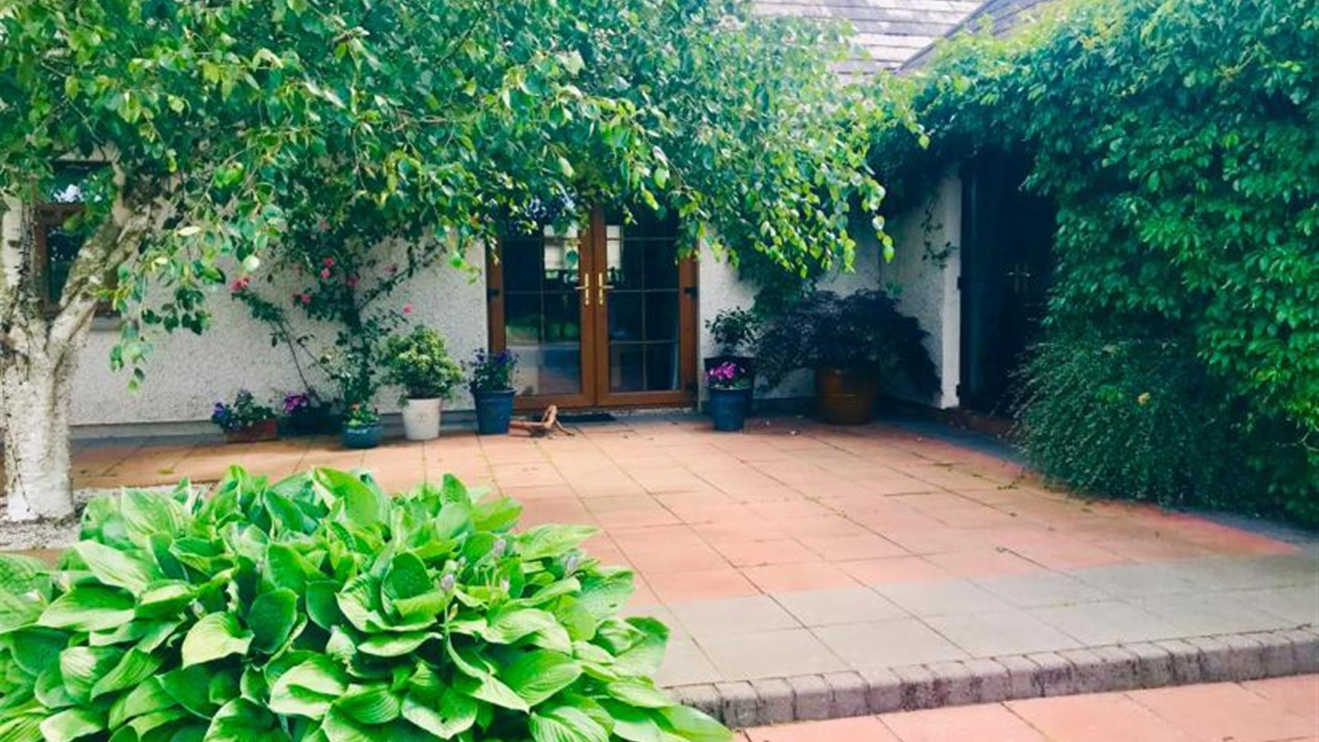 Courtyard with green hedges, vines and a tree in front of a house