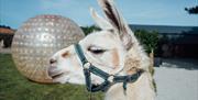 A picture of a Llama in front of a zorbing ball