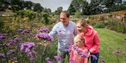 A couple and a child looking at the flowers in Maghera Walled Garden.
