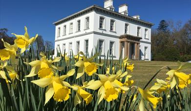 An image of a grand white house from a patch of daffodils 
