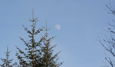 The Moon above trees in the forest