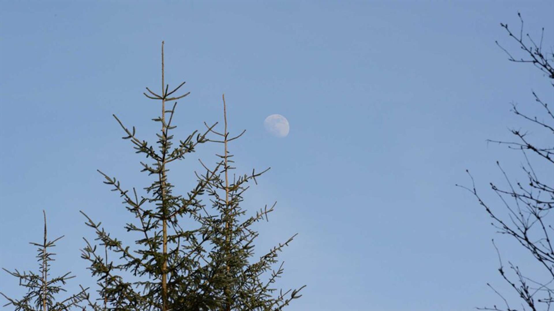 The Moon in the sky above trees in the forest