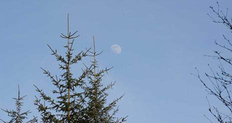 The Moon in the sky above trees in the forest