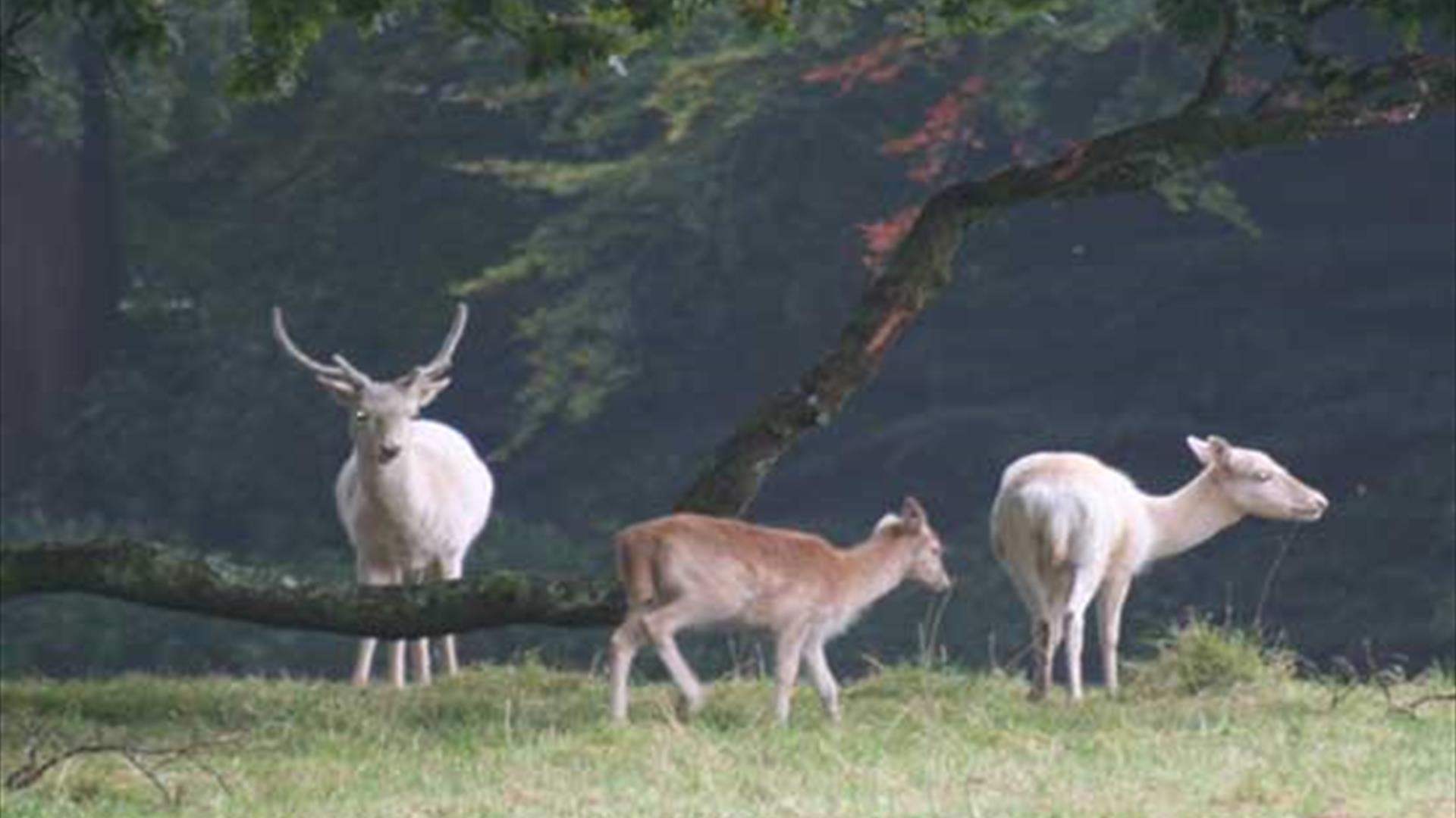 Image of three deer from across a field