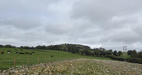 Image of large field with a pumpkin patch