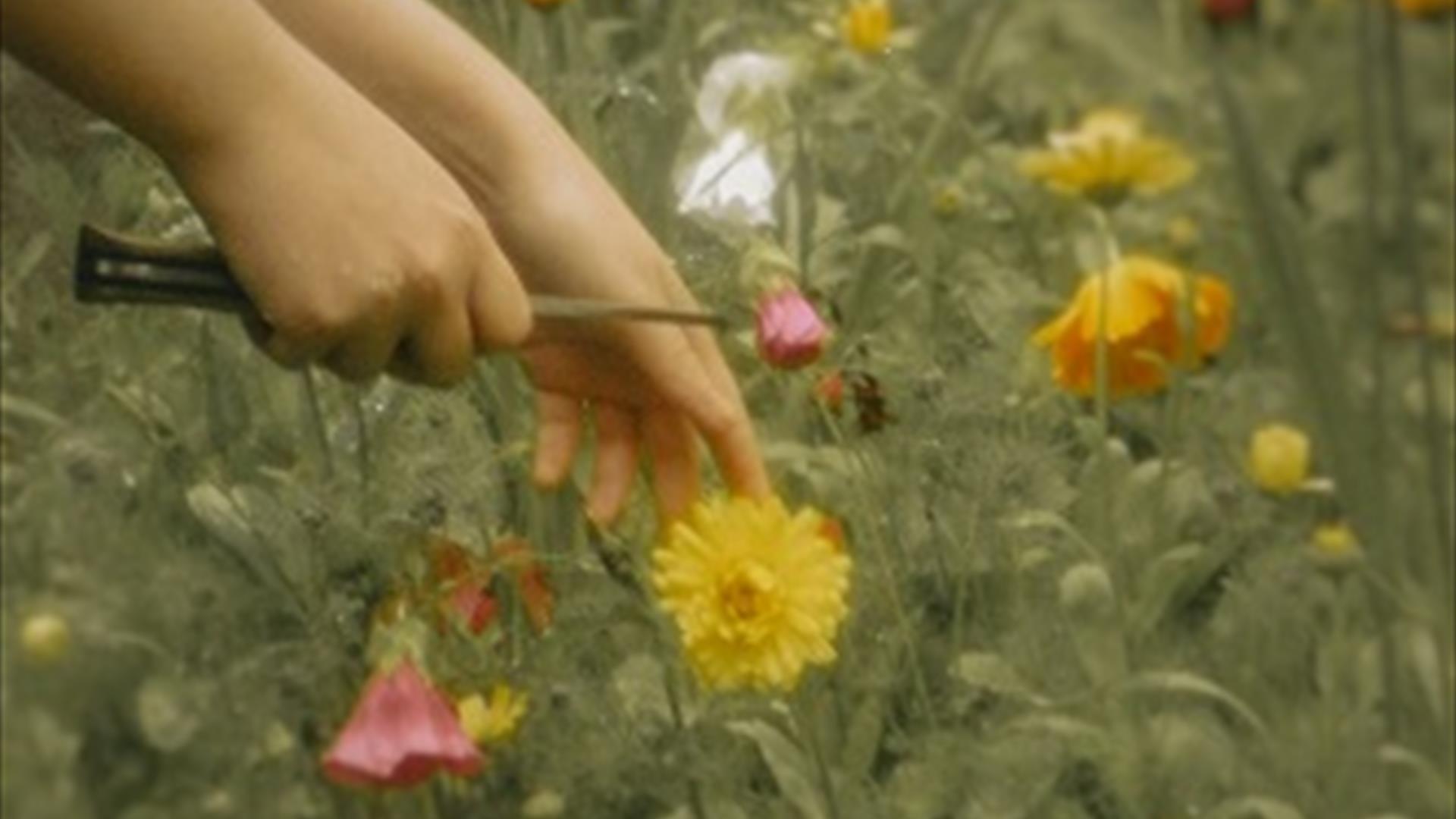 Two hands with a knife to cut flowers