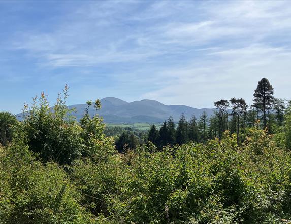 View of the Mournes from Castlewellan Forest Park