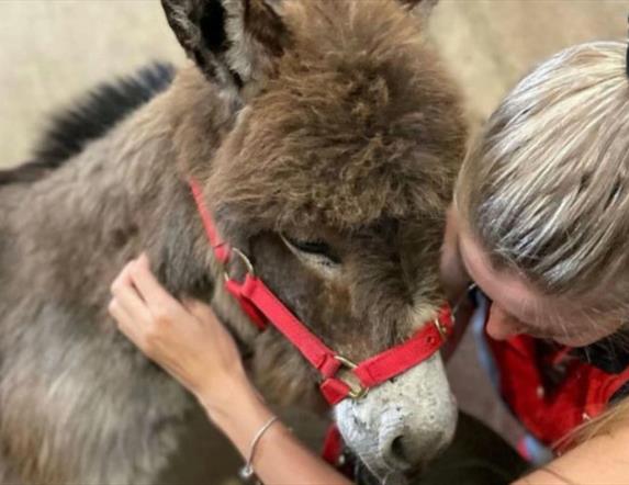 Woman Cuddling Donkey