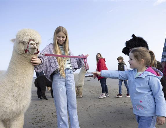 Cranfield Alpacas Experience
