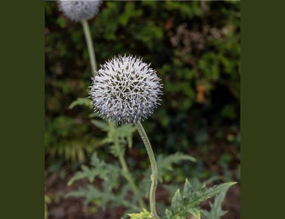 White ball like flower