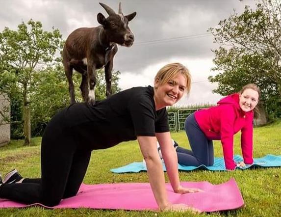 Goat Yoga