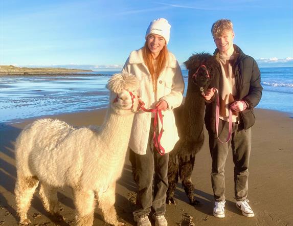 Festive Alpaca Beach Treks