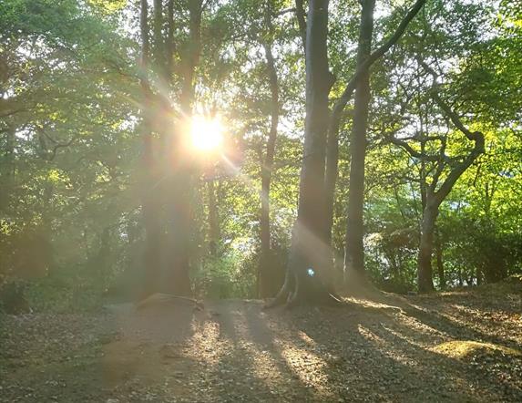 forest and sunlight