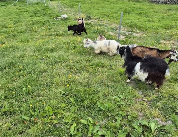 Goats in the Field