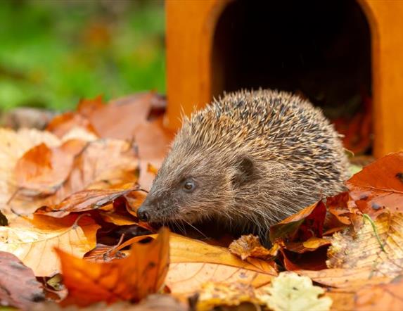 Hedgehog