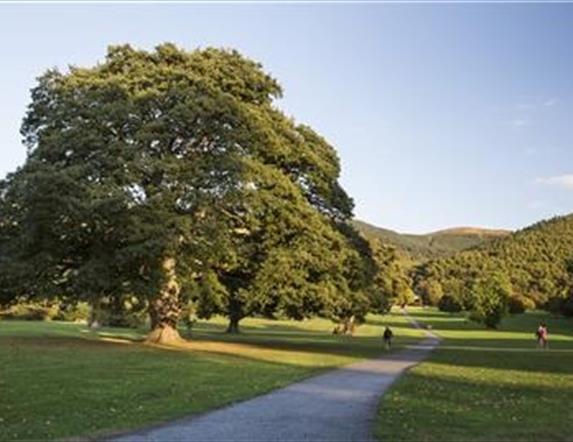 View in Kilbroney Park with tree and green area