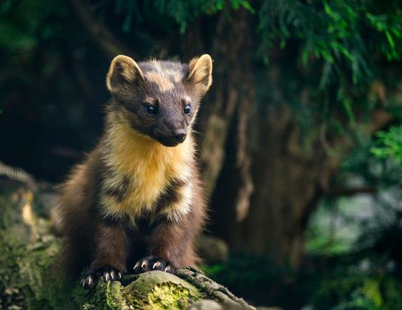 Pine martin sitting on a log