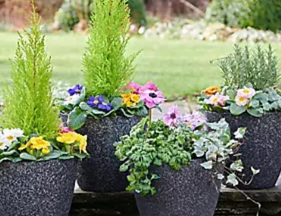 Plant Pot