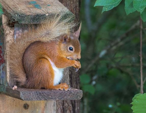 Red Squirrel