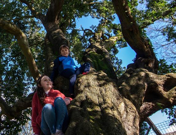 A boy and a girl sitting up in the 'Old Holmer' oak tree in Kilbroney Park.