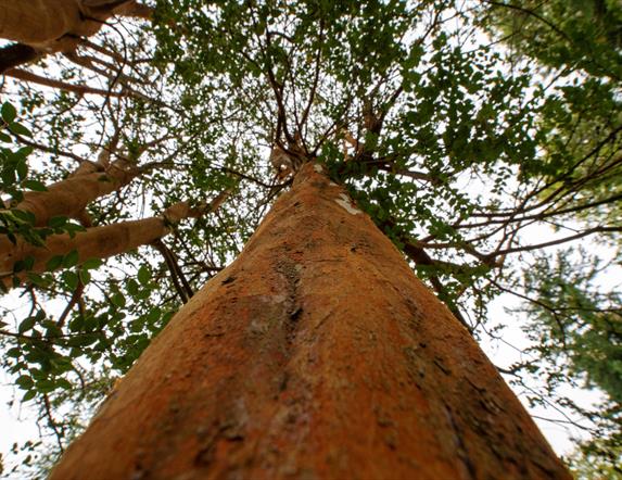 Photo taken looking up a tree trunk  at the canopy.