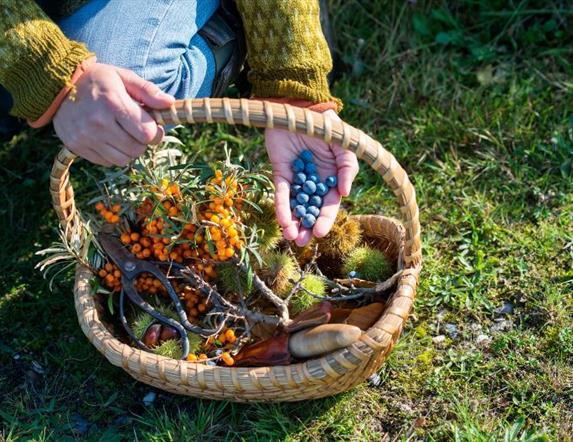 Foraging Photo