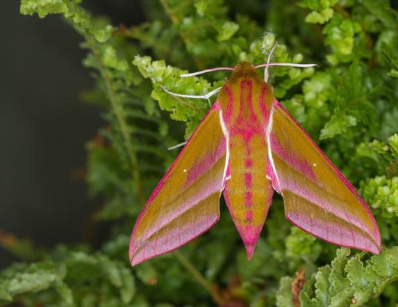 Elephant Hawk Moth