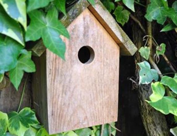 Nest box in Castlewellan Forest Park