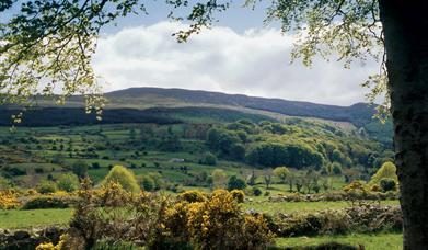 Slieve Gullion View