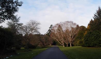 Drive way with trees