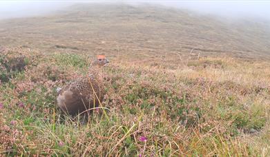 A Walk from Leitrim Lodge
