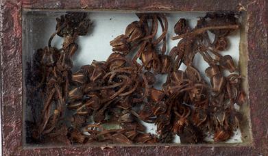 Image of a box with Lyonia lucida, Ericaceae, from North America, which is part of Natural History Museum's collection of vegetable substances. Image