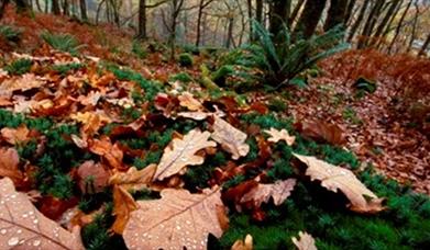 Leaves in Rostrevor Forest