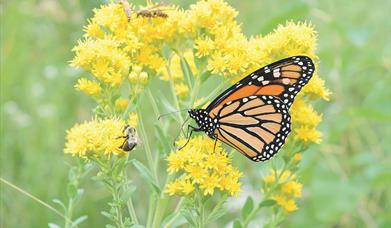 Jen Farrar: A Journey into the Amazing Mini Jungle Around us!