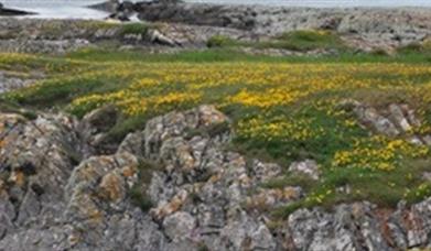 Killard National Nature Reserve