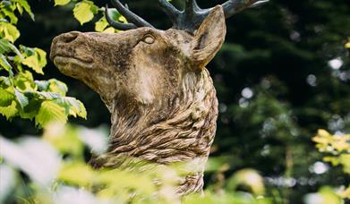stag head