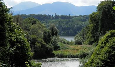 Castlewellan Forest Park - Cypress Pond Walk
