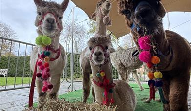 Four Alpacas in enclosure looking at camera