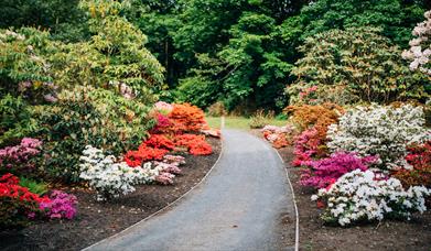 Ballynahinch In Bloom Walking Garden Tour
