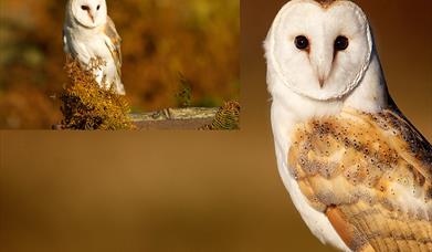 Barn Owl