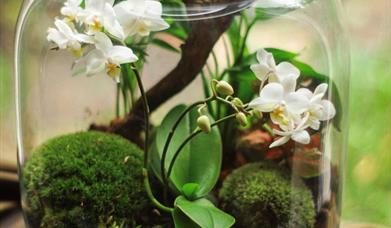 Closed Terrarium Workshop
