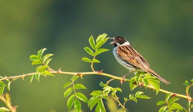 Dawn Chorus, bird on branch