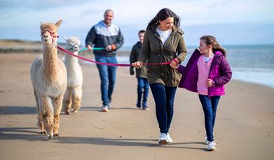Cranfield Alpacas Family Beach Trek
