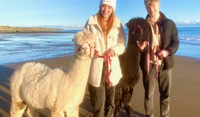 Festive Alpaca Beach Treks