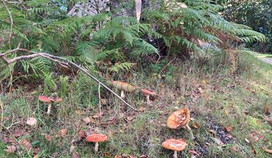 Foraging Funghi  in Finnebrogue Woods
