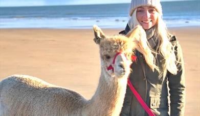 Festive Alpaca Beach Trek