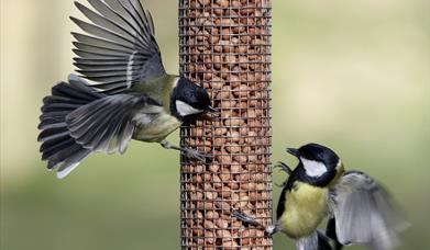 Birds Feeding