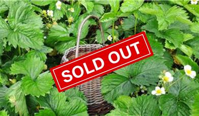 Forage for wild berries with your own hand woven basket